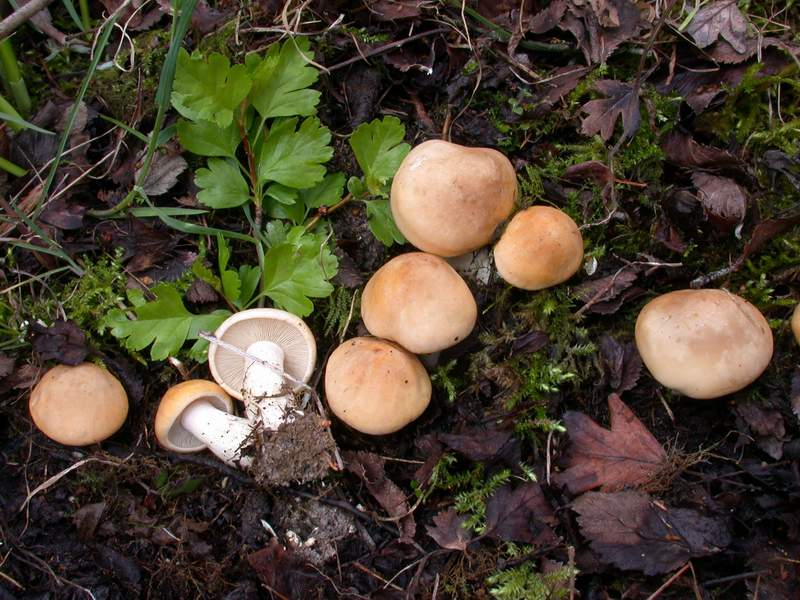 Mycoflora Toscana - Funghi  del tardo inverno e primaverili