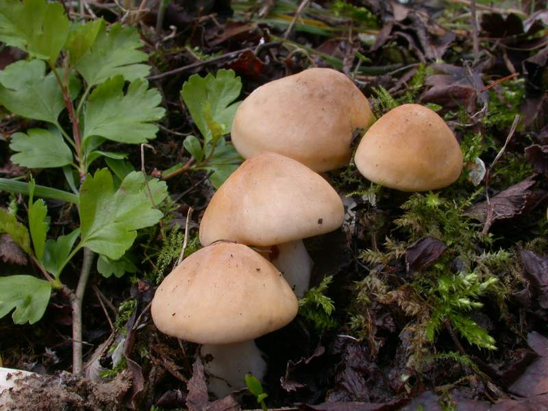 Mycoflora Toscana - Funghi  del tardo inverno e primaverili