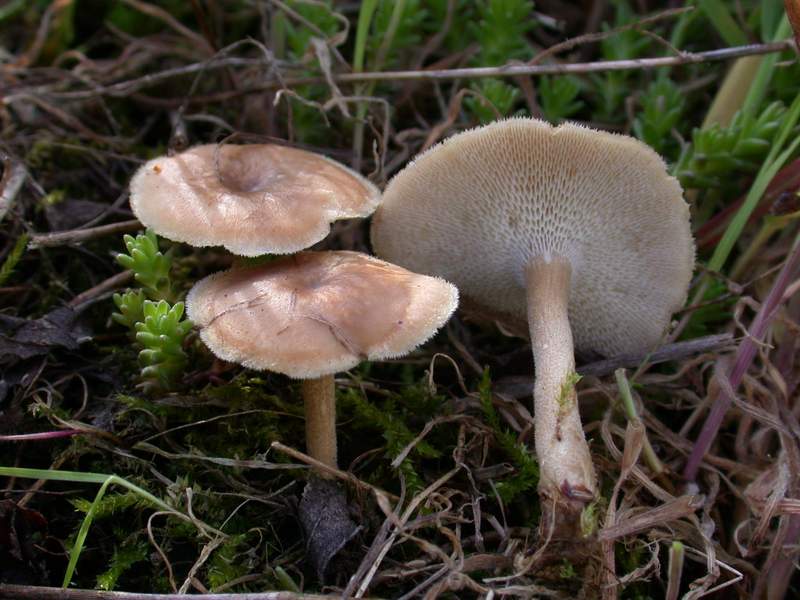 Dumontinia tuberosa e Polyporus brumalis