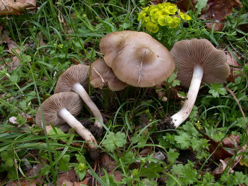 Mycoflora Toscana - Funghi  del tardo inverno e primaverili