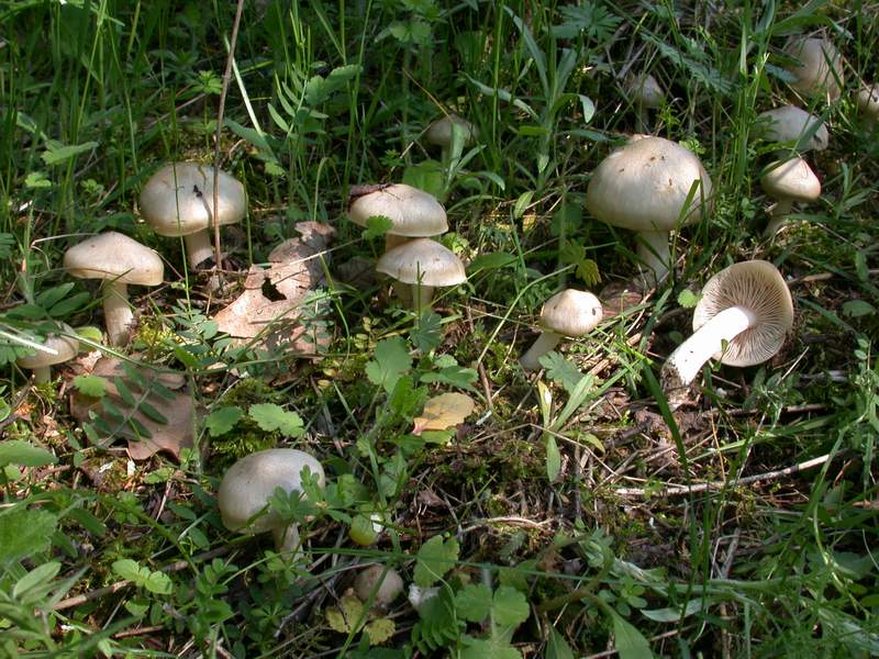 Mycoflora Toscana - Funghi  del tardo inverno e primaverili