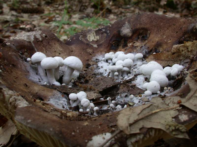 Russula?