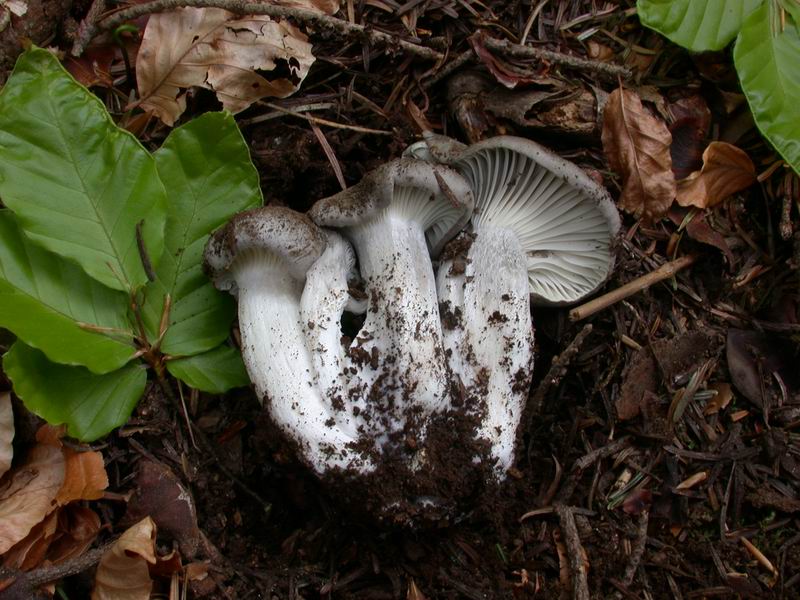 Mycoflora Toscana - Funghi  del tardo inverno e primaverili