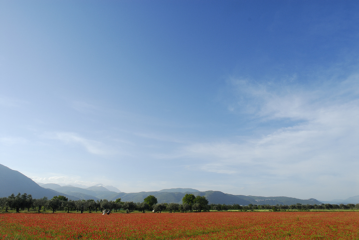 Dove sono finiti i papaveri? Papaver rhoeas