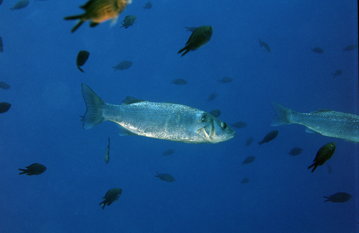 Dicentrarchus labrax (Spigola o Branzino)