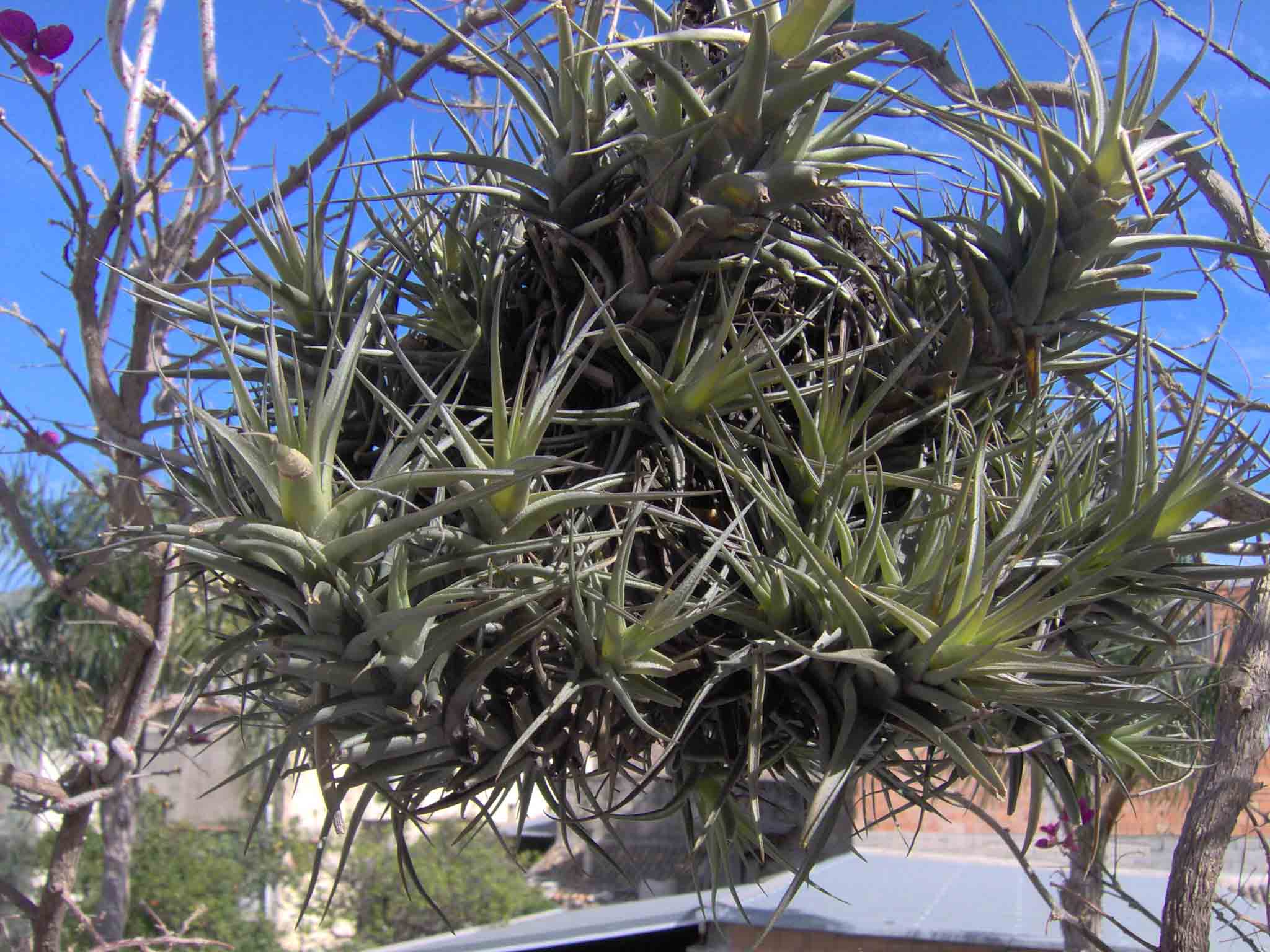 Tillandsia sp. (pianta coltivata)