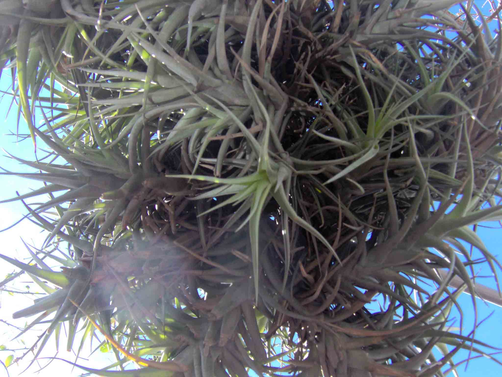 Tillandsia sp. (pianta coltivata)