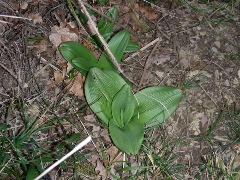 Orchis purpurea