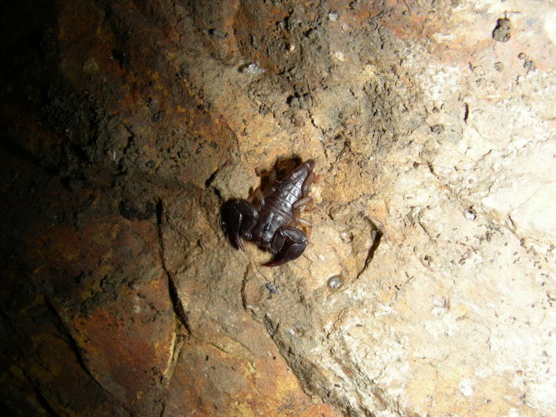 Euscorpius sp.