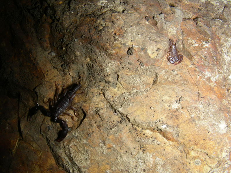 Euscorpius sp.