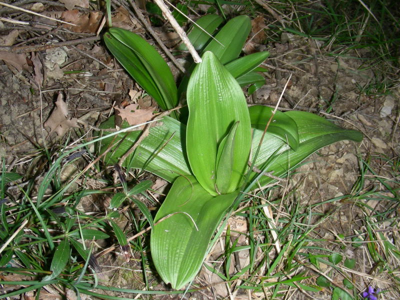 Orchis purpurea