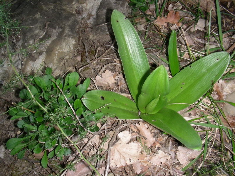 Orchis purpurea