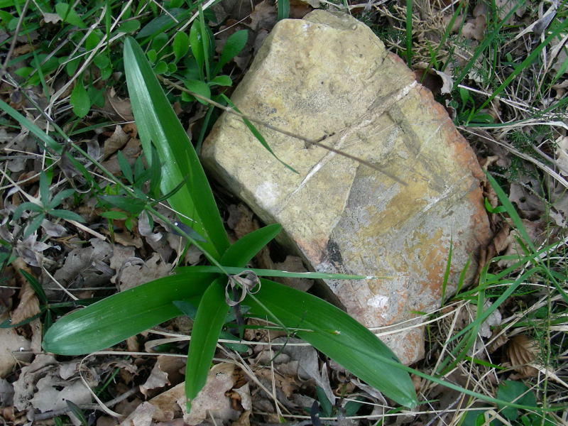 Orchis purpurea