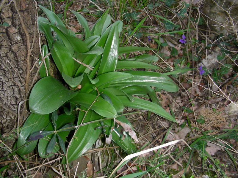 Orchis purpurea