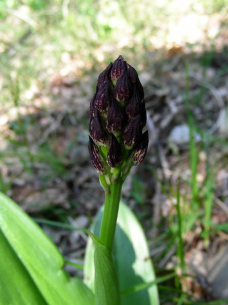 Orchis purpurea