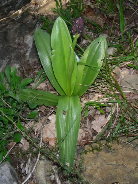 Orchis purpurea