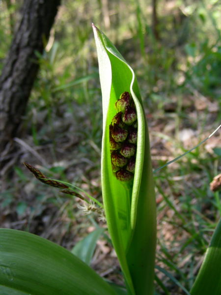 Orchis purpurea