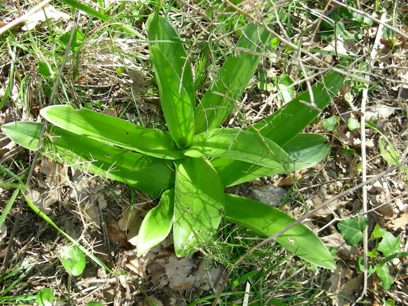 Orchis purpurea