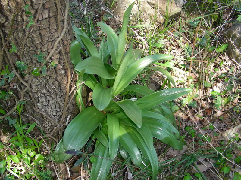 Orchis purpurea