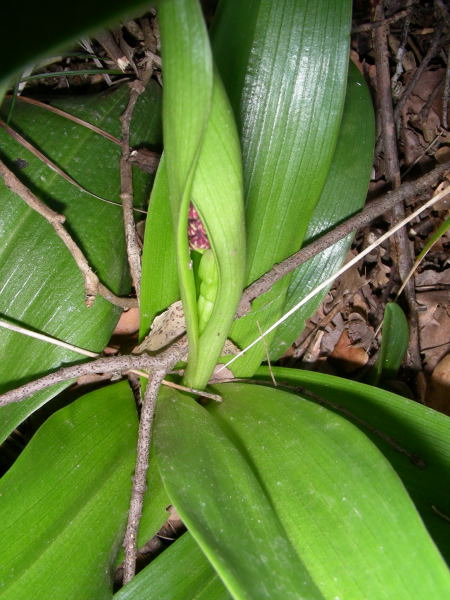 Orchis purpurea