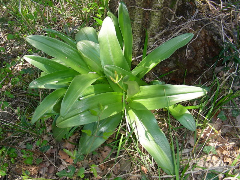 Orchis purpurea