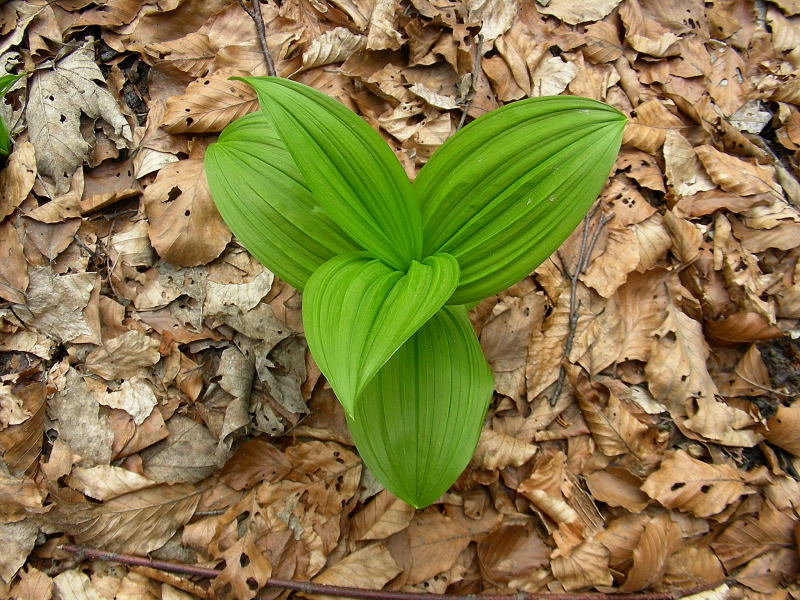 Veratrum album