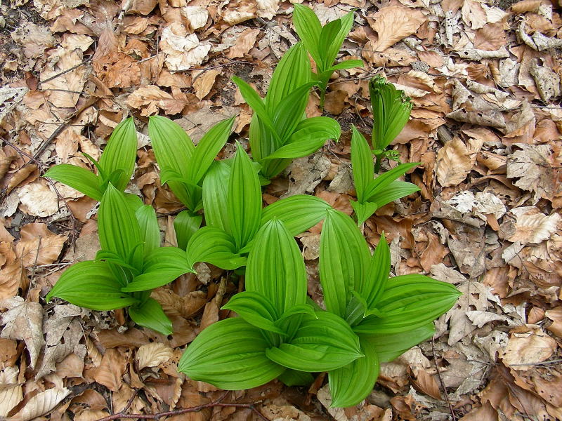 Veratrum album