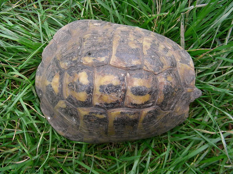 Testuggine terrestre Testudo hermanni hermanni