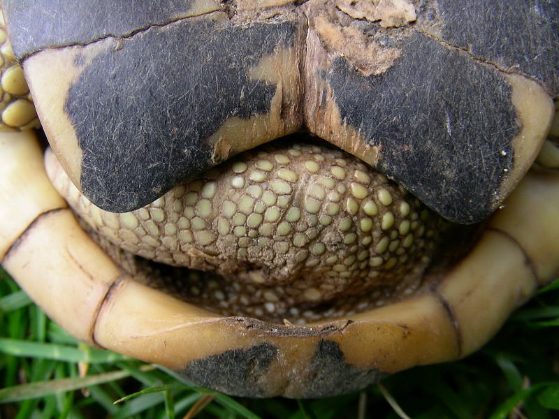 Testuggine terrestre Testudo hermanni hermanni