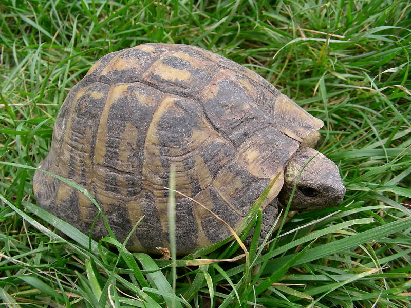 Testuggine terrestre Testudo hermanni hermanni