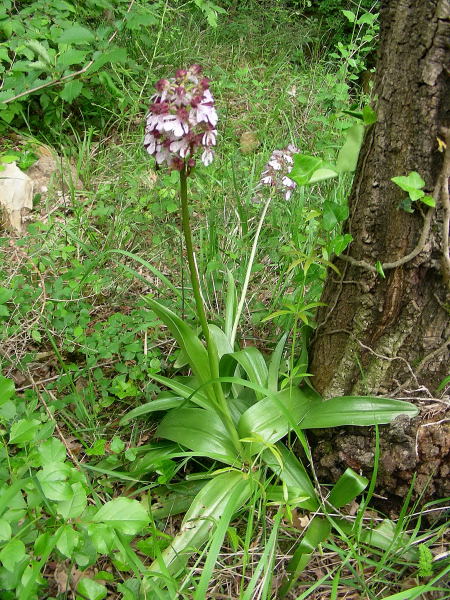 Orchis purpurea