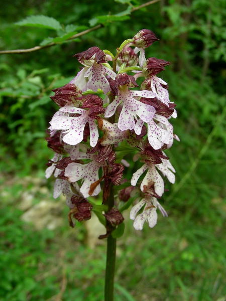 Orchis purpurea