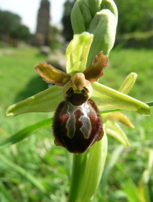 Ophrys sphegodes