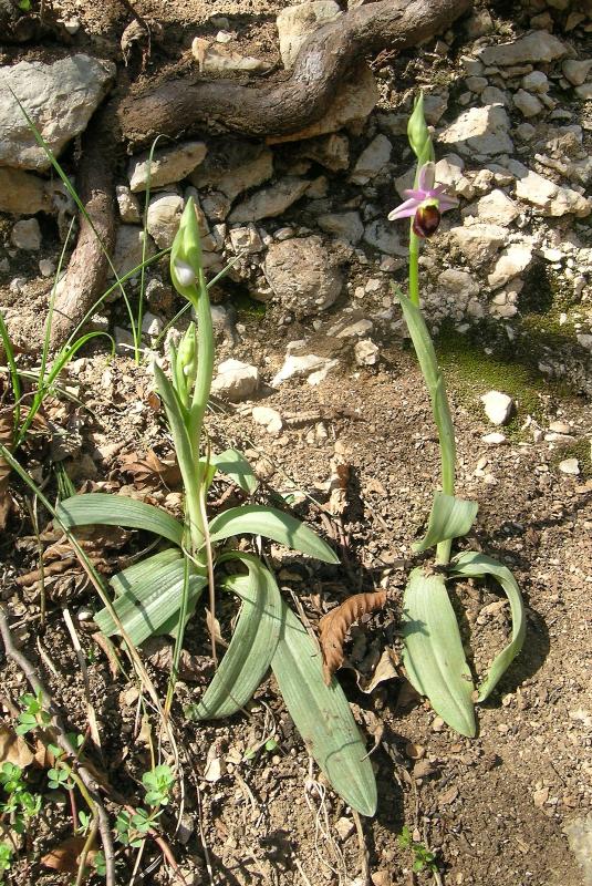 Ophrys crabronifera