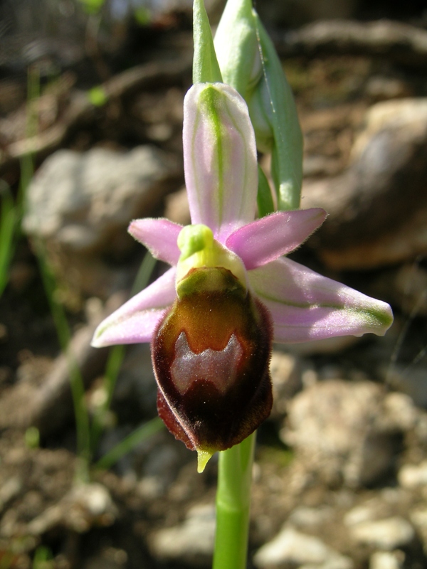 Ophrys crabronifera