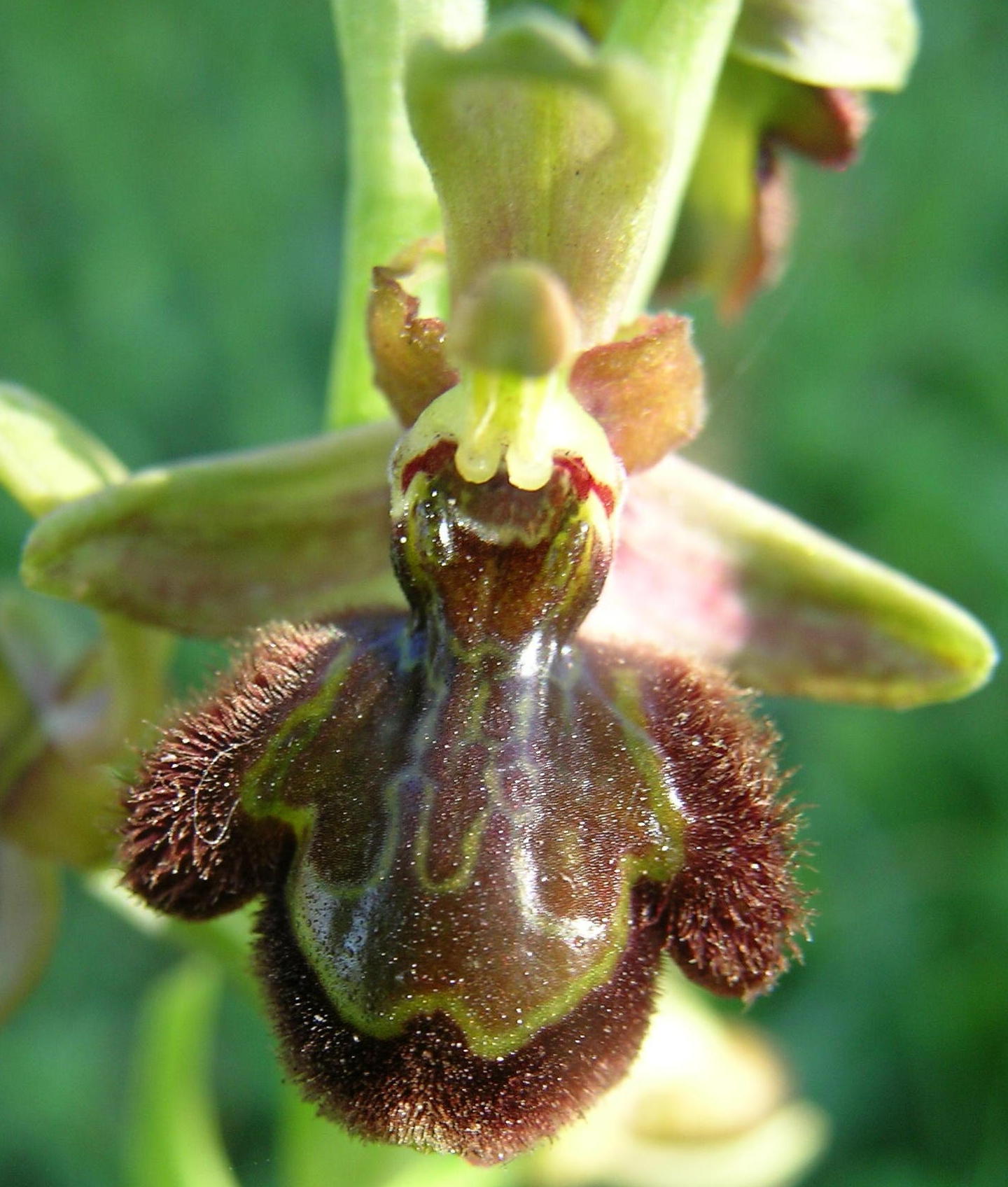 Ibrido: Ophrys ciliata x ????