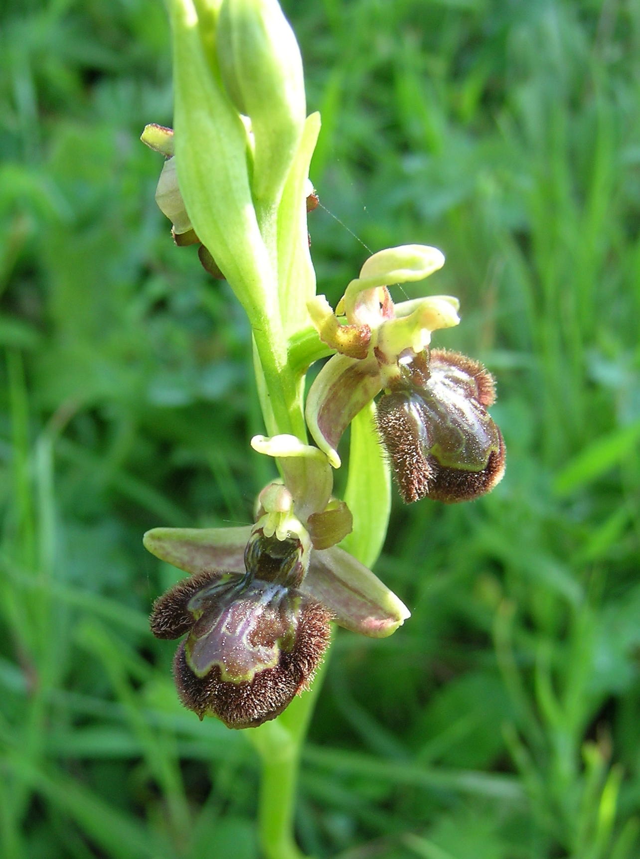 Ibrido: Ophrys ciliata x ????