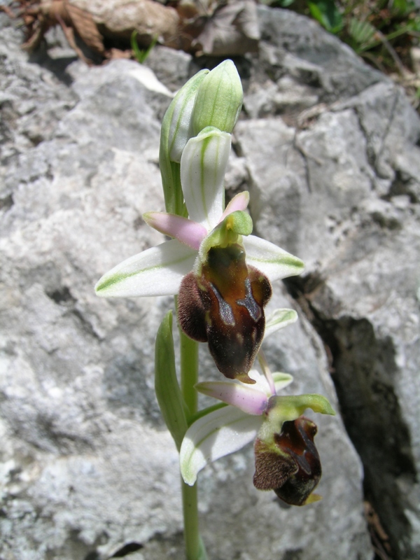 Ibrido: Ophrys crabronifera x Op. thyrrhena