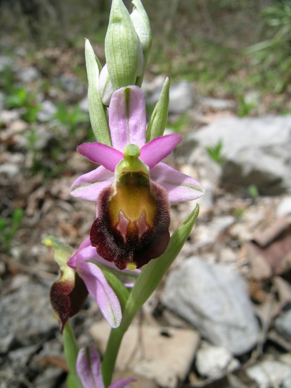 Ibrido: Ophrys crabronifera x Op. thyrrhena