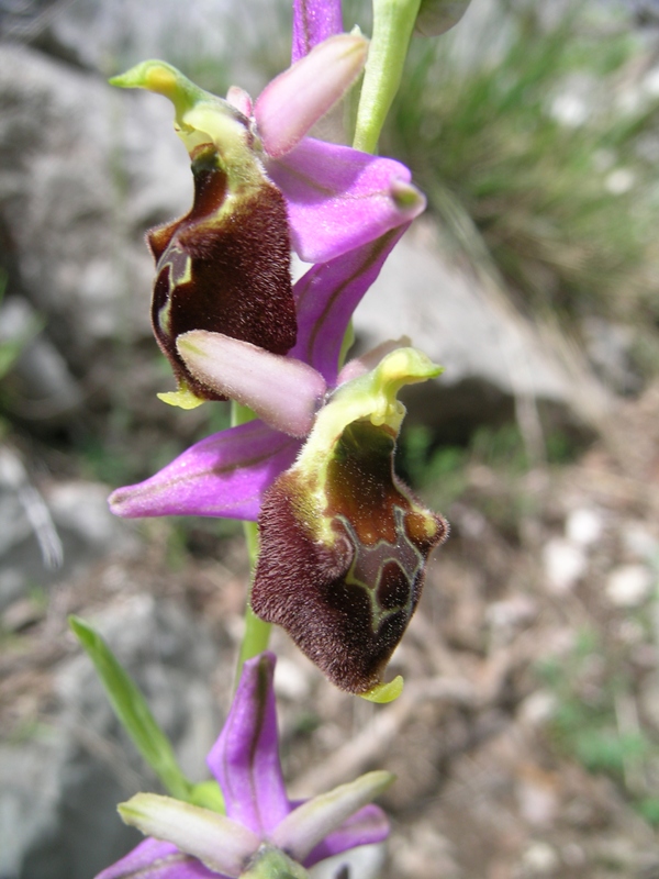 Ibrido: Ophrys crabronifera x Op. thyrrhena