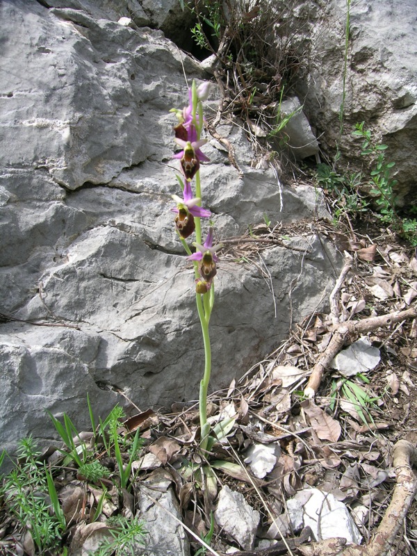 Ibrido: Ophrys crabronifera x Op. thyrrhena