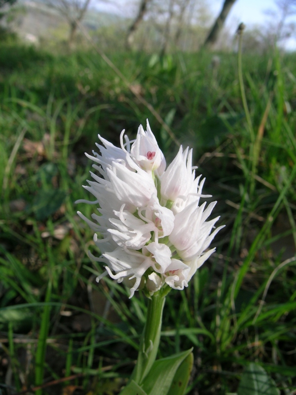 ibrido orchis purpurea x simia sul M. Angiano