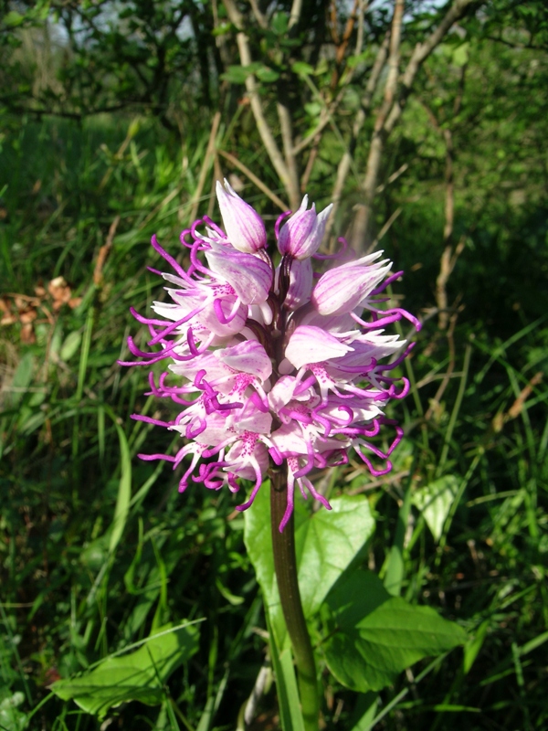 ibrido orchis purpurea x simia sul M. Angiano