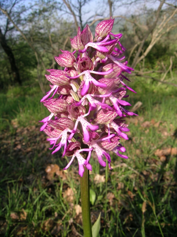 ibrido orchis purpurea x simia sul M. Angiano