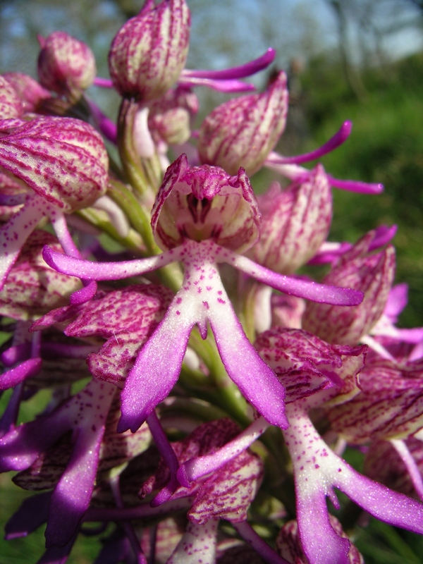 ibrido orchis purpurea x simia sul M. Angiano