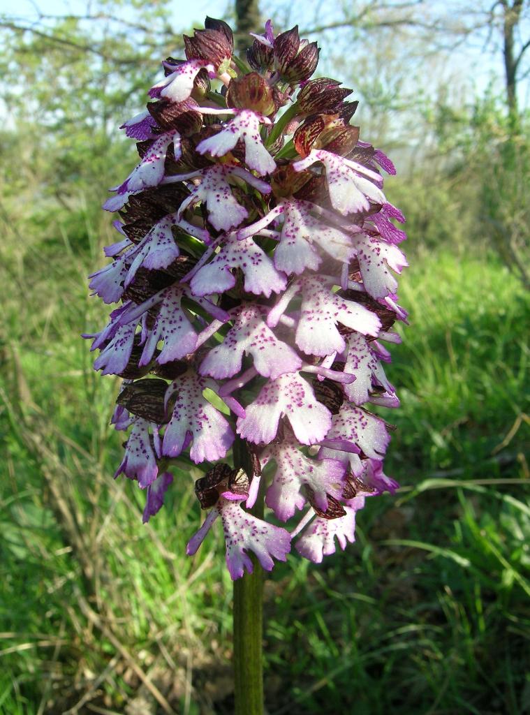 ibrido orchis purpurea x simia sul M. Angiano