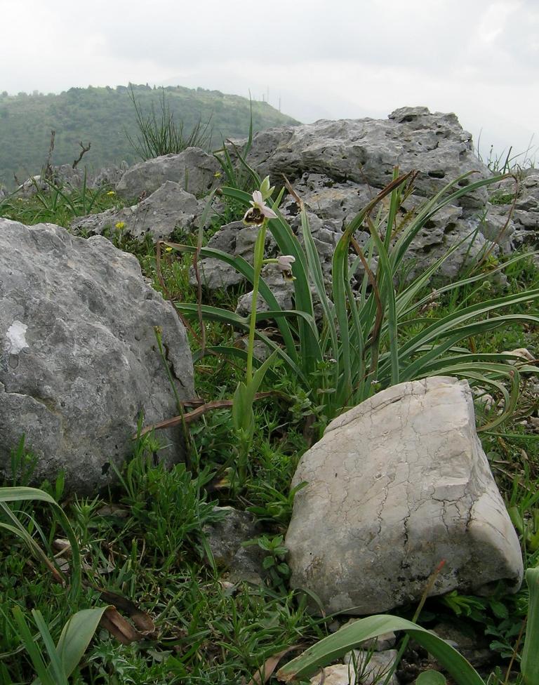 Ophrys fuciflora