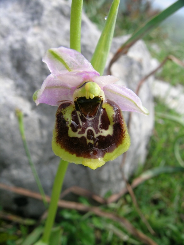 Ophrys fuciflora