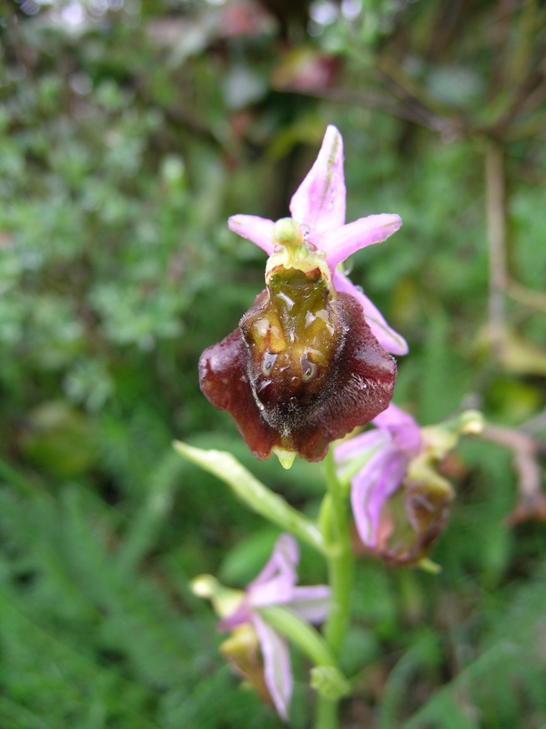 Ophrys tyrrhena e Ophrys fuciflora