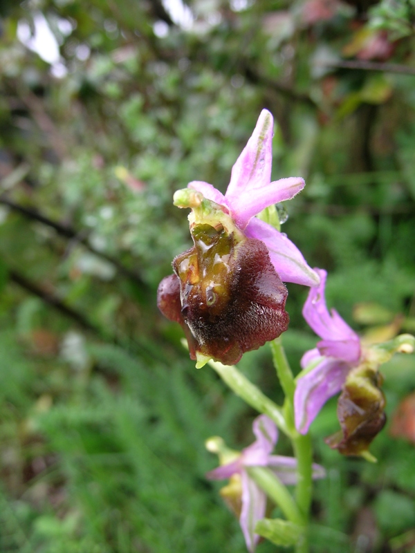 Ophrys tyrrhena e Ophrys fuciflora